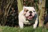 BULLDOG ANGLAIS 144